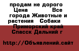 продам не дорого › Цена ­ 10 000 - Все города Животные и растения » Собаки   . Приморский край,Спасск-Дальний г.